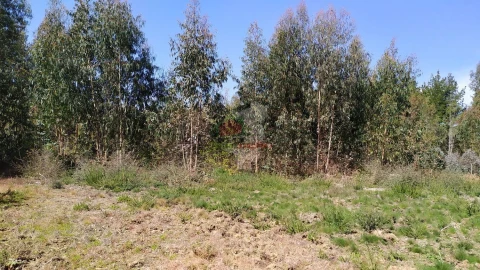Terreno para Venda em Pedrogão Pequeno