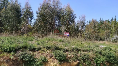 Terreno para Venda em Pedrogão Pequeno