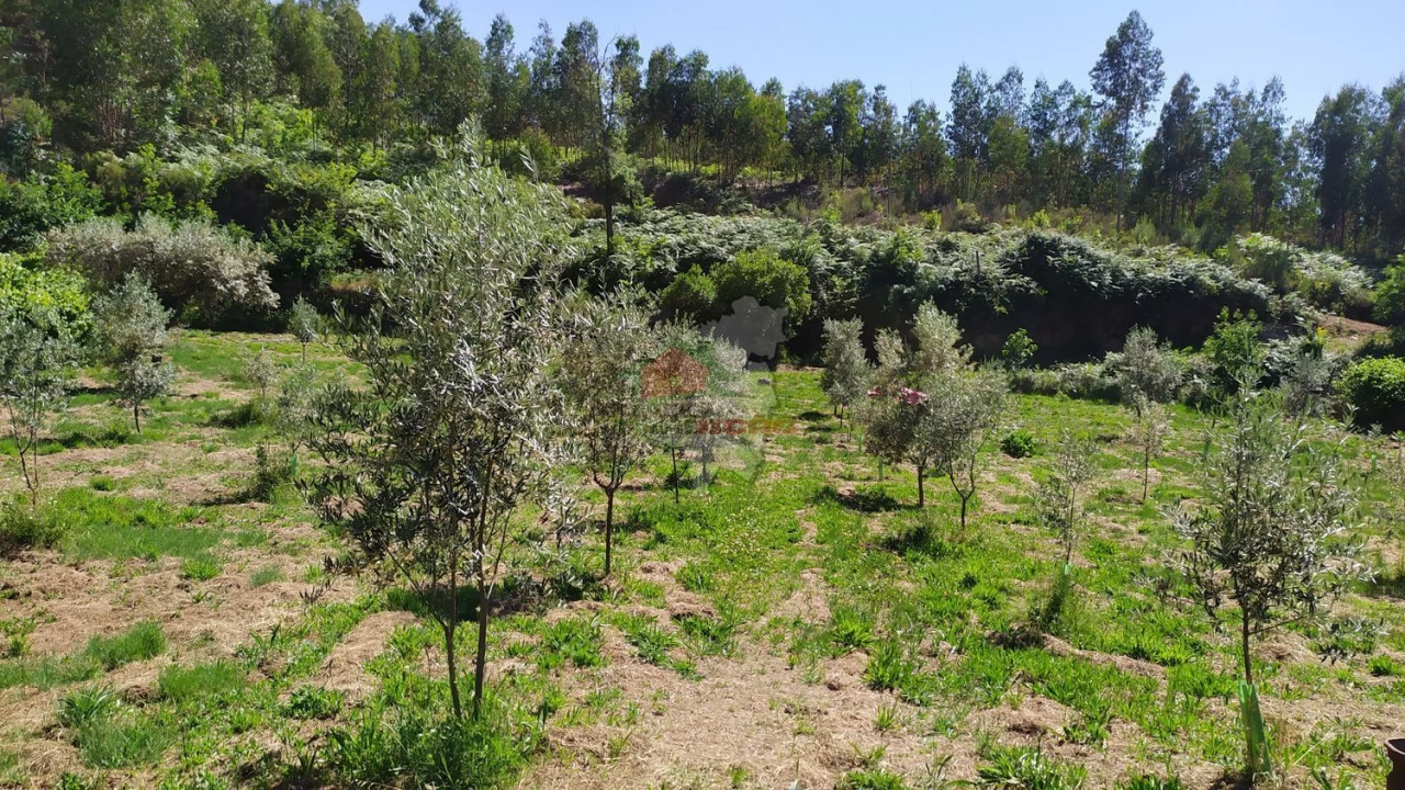 Terreno para Venda em Castanheira de Pêra e Coentral Foto 45