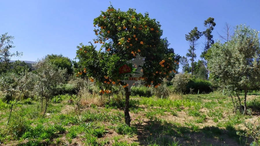 Terreno para Venda em Castanheira de Pêra e Coentral Foto 51