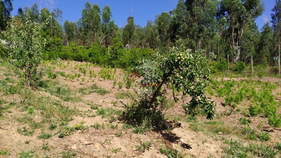 Terreno para Venda em Castanheira de Pêra e Coentral Foto 53