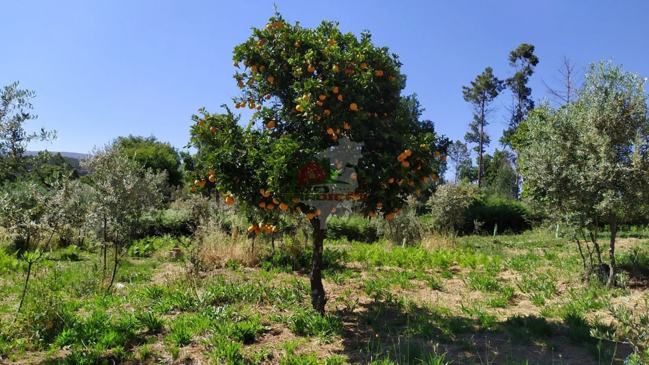 Terreno para Venda em Castanheira de Pêra e Coentral Foto 51