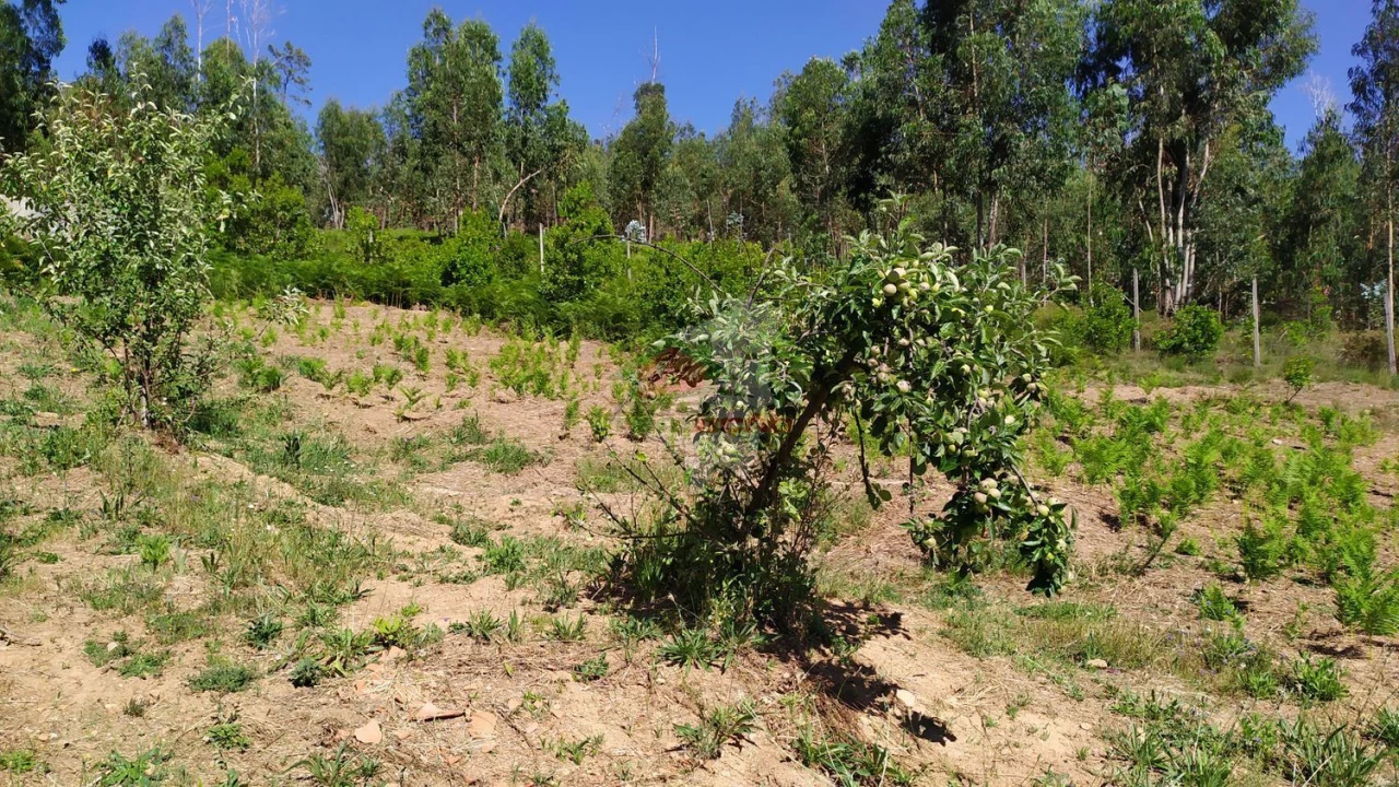 Terreno para Venda em Castanheira de Pêra e Coentral Foto 53