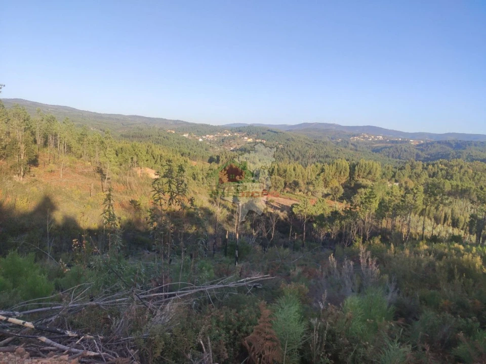 Terreno para Venda em Sertã Foto 1