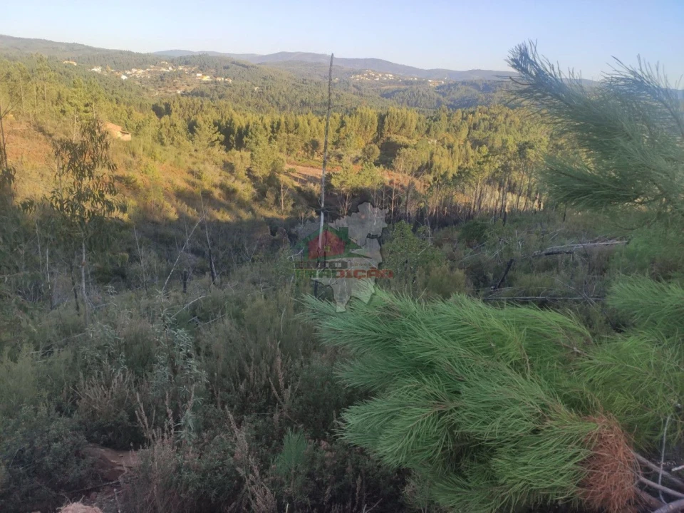 Terreno para Venda em Sertã Foto 5