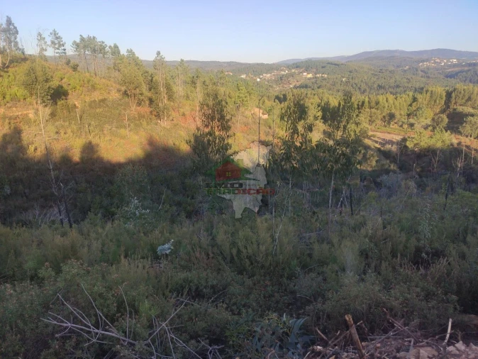 Terreno para Venda em Sertã Foto 2