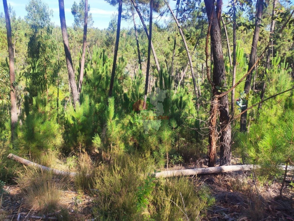 Terreno para Venda em Cernache do Bonjardim, Nesperal e Palhais Foto 10