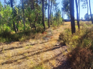 Terreno para Venda em Cernache do Bonjardim, Nesperal e Palhais