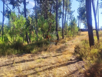 Terreno para Venda em Cernache do Bonjardim, Nesperal e Palhais