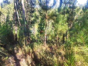 Terreno para Venda em Cernache do Bonjardim, Nesperal e Palhais