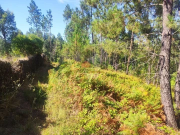 Terreno para Venda em Cernache do Bonjardim, Nesperal e Palhais