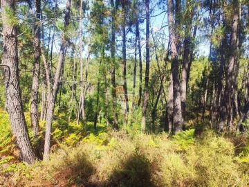Terreno para Venda em Cernache do Bonjardim, Nesperal e Palhais