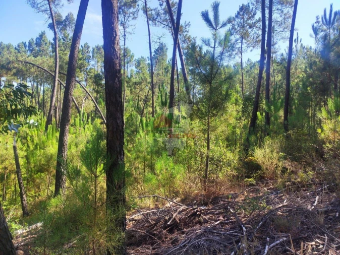 Terreno para Venda em Cernache do Bonjardim, Nesperal e Palhais Foto 11
