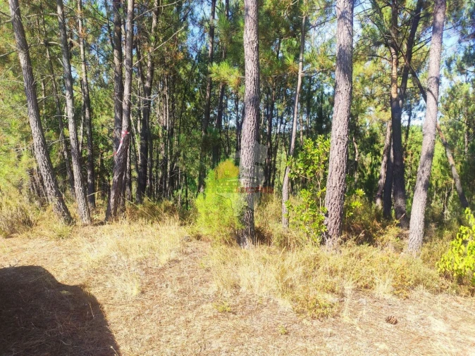 Terreno para Venda em Cernache do Bonjardim, Nesperal e Palhais Foto 2