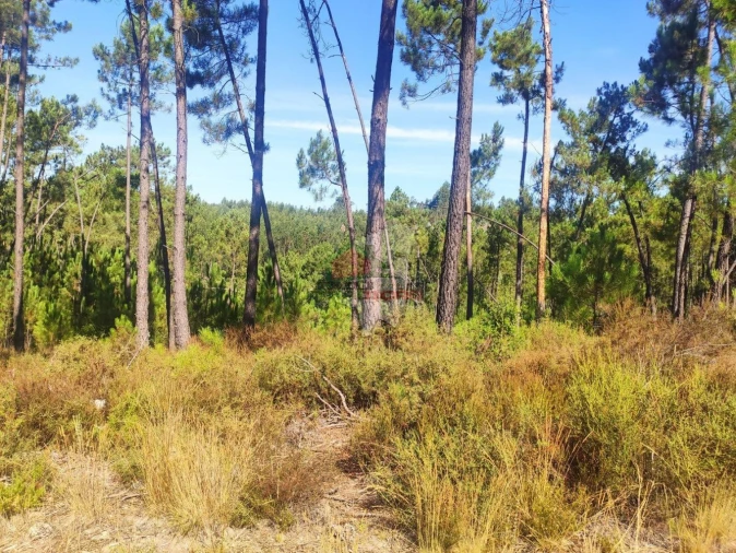 Terreno para Venda em Cernache do Bonjardim, Nesperal e Palhais Foto 5