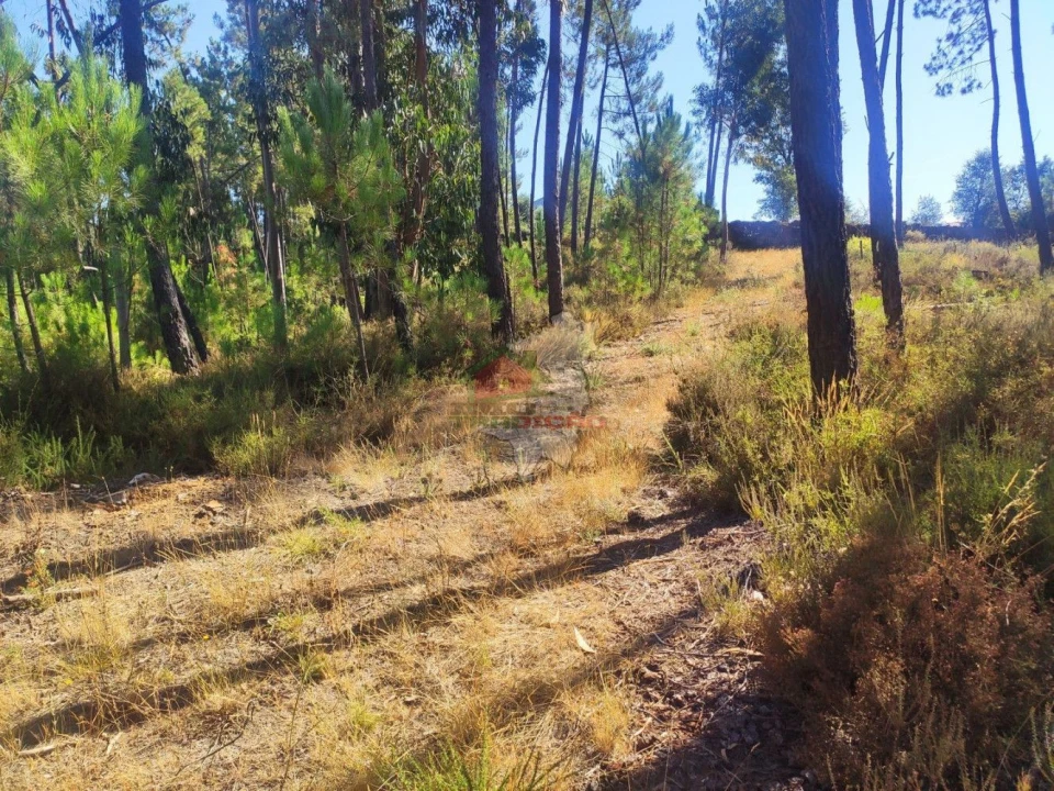 Terreno para Venda em Cernache do Bonjardim, Nesperal e Palhais Foto 8