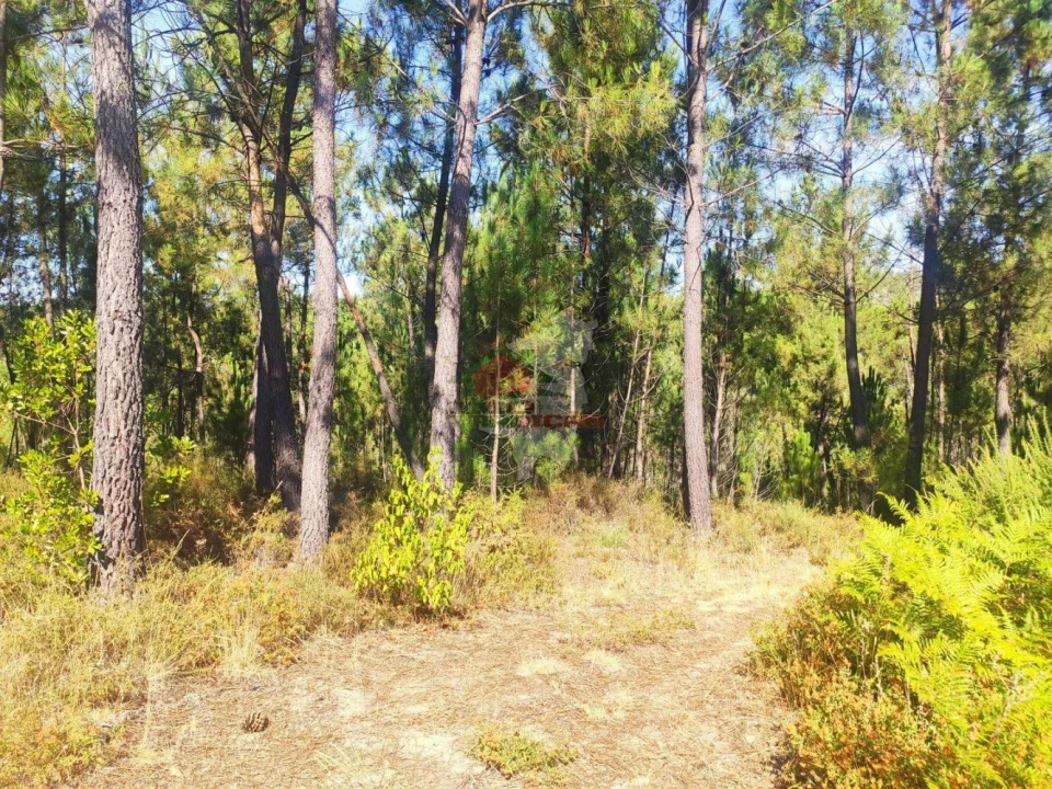 Terreno para Venda em Cernache do Bonjardim, Nesperal e Palhais Foto 1