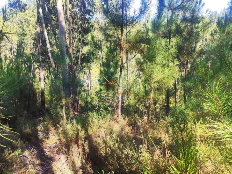Terreno para Venda em Cernache do Bonjardim, Nesperal e Palhais Foto 9