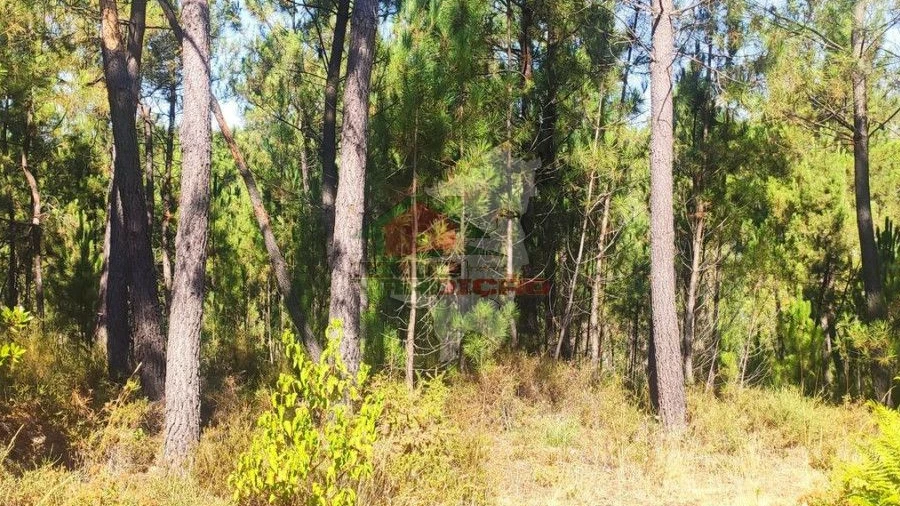 Terreno para Venda em Cernache do Bonjardim, Nesperal e Palhais
