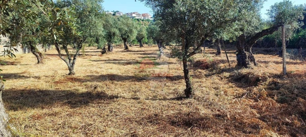 Terreno para Venda em Sertã
