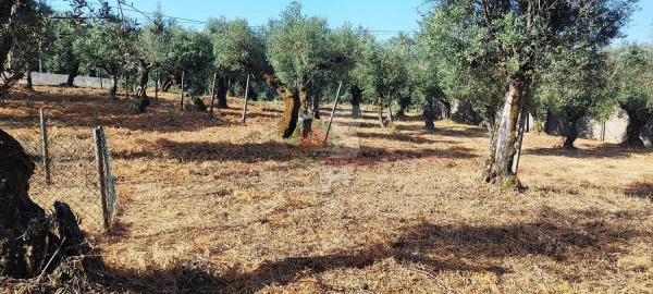 Terreno para Venda em Sertã