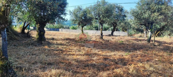 Terreno para Venda em Sertã