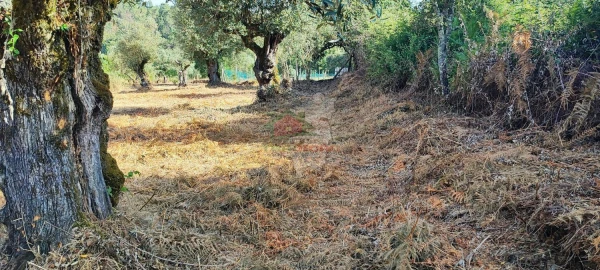 Terreno para Venda em Sertã