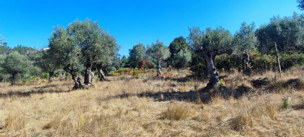 Terreno para Venda em Sertã