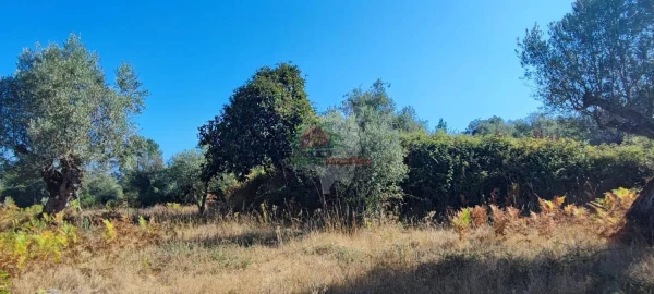 Terreno para Venda em Sertã