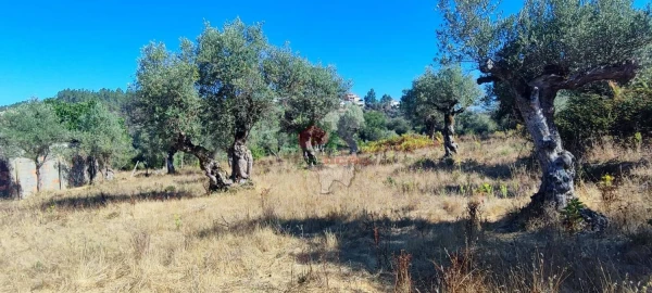 Terreno para Venda em Sertã