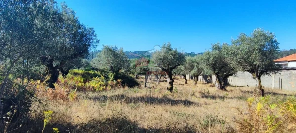 Terreno para Venda em Sertã