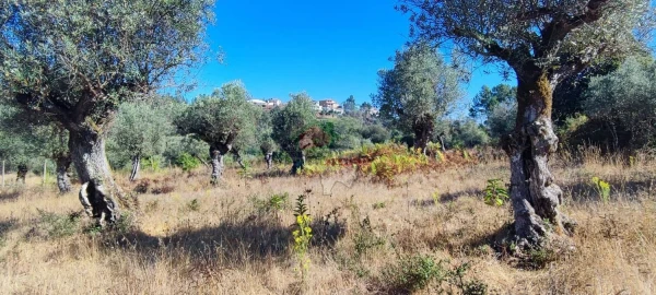 Terreno para Venda em Sertã