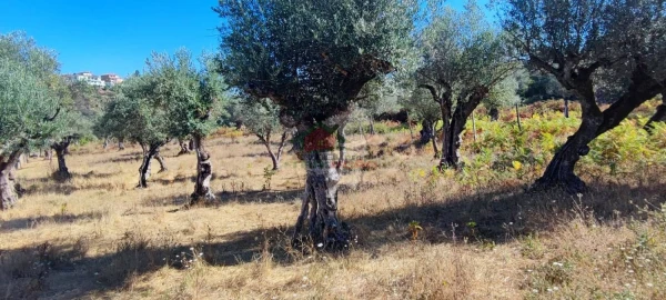 Terreno para Venda em Sertã