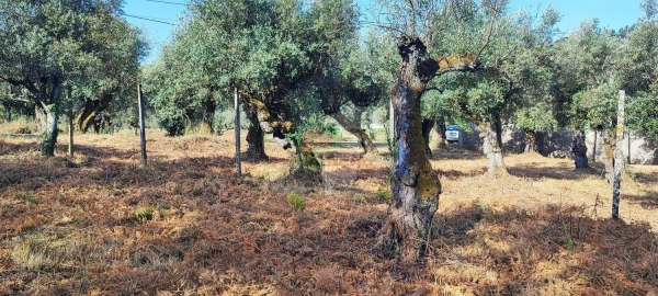 Terreno para Venda em Sertã