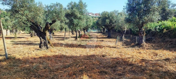 Terreno para Venda em Sertã
