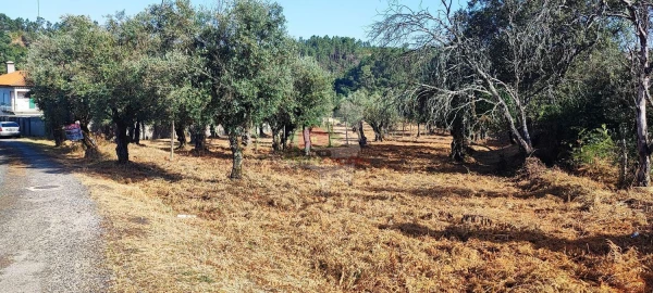 Terreno para Venda em Sertã
