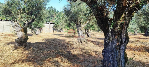 Terreno para Venda em Sertã