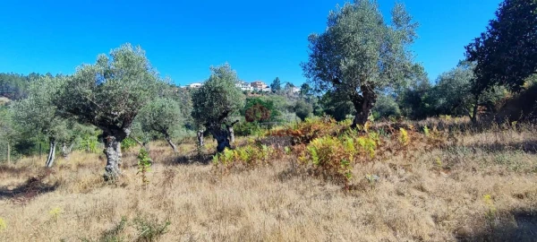 Terreno para Venda em Sertã