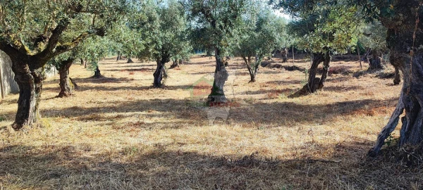 Terreno para Venda em Sertã