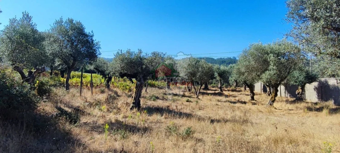 Terreno para Venda em Sertã Foto 24