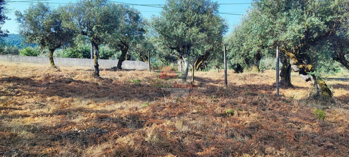 Terreno para Venda em Sertã Foto 5