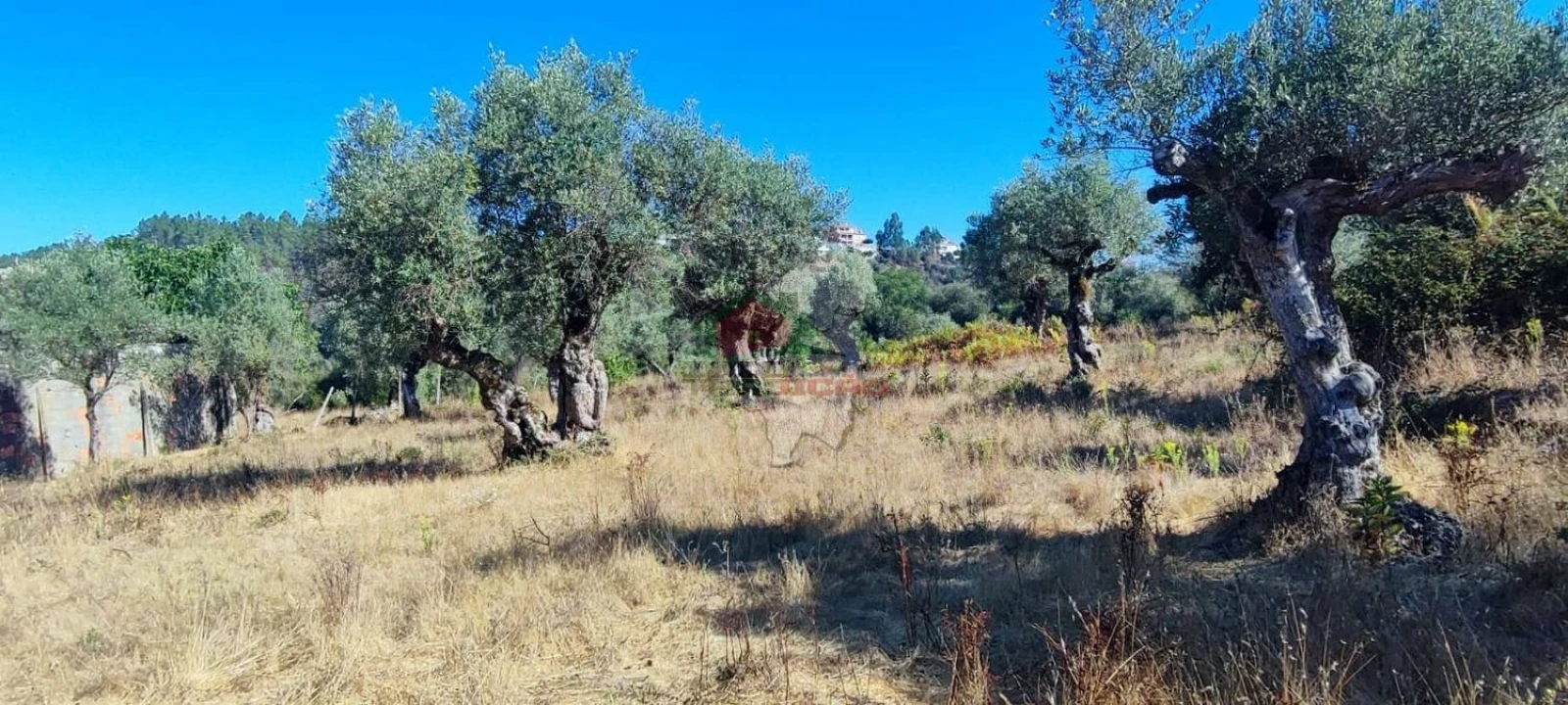 Terreno para Venda em Sertã Foto 21