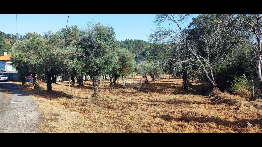 Terreno para Venda em Sertã