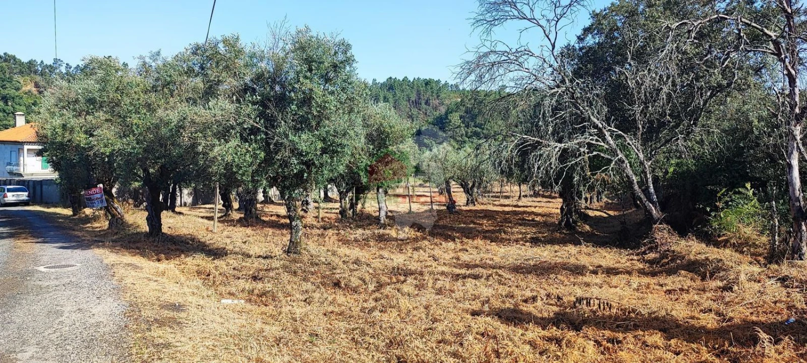 Terreno para Venda em Sertã Foto 1