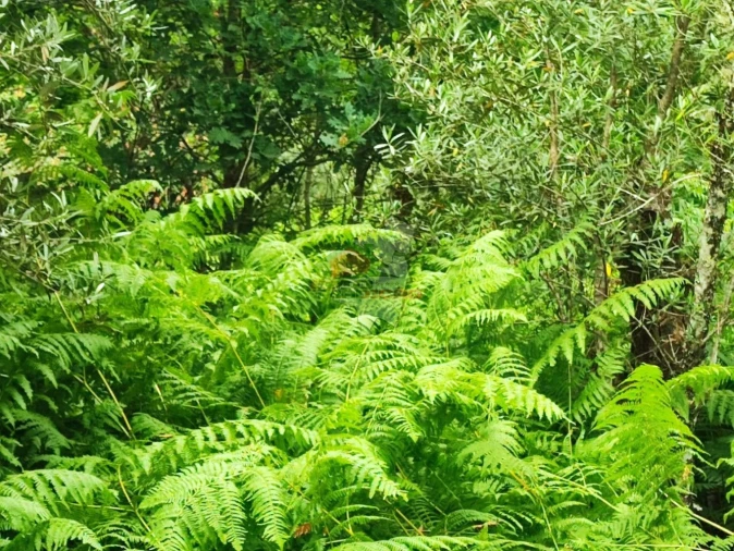 Terreno para Venda em Pedrogão Grande Foto 9