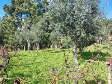 Quinta T0 para Venda em Varzea dos Cavaleiros