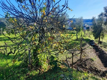 Quinta T0 para Venda em Varzea dos Cavaleiros