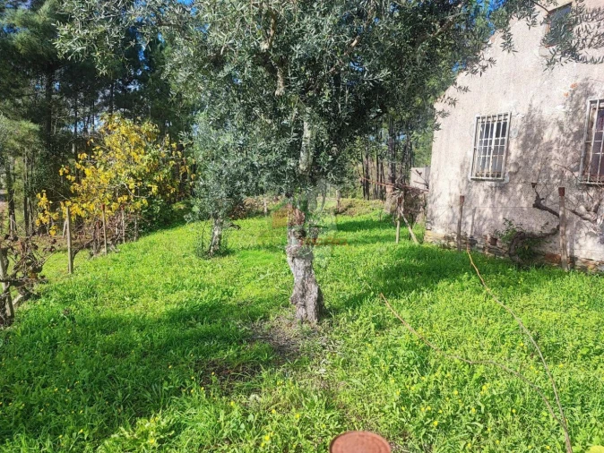 Quinta T0 para Venda em Varzea dos Cavaleiros Foto 4