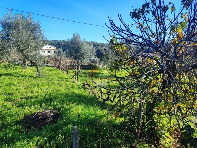 Quinta T0 para Venda em Varzea dos Cavaleiros Foto 17