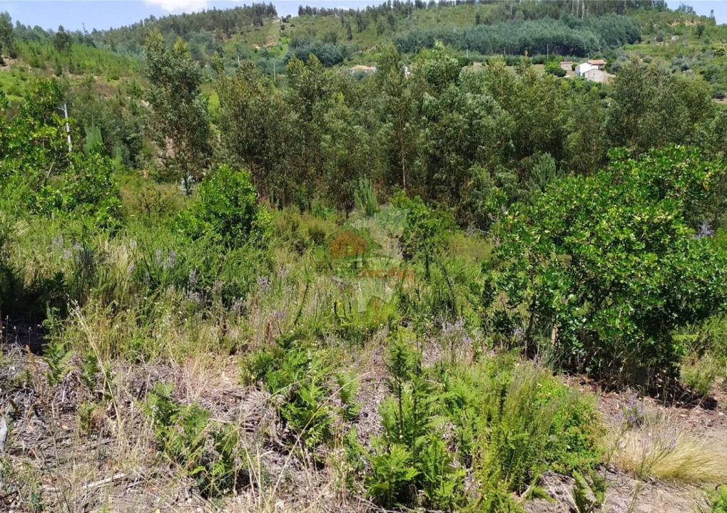 Terreno para Venda em Portela do Fojo-Machio Foto 5